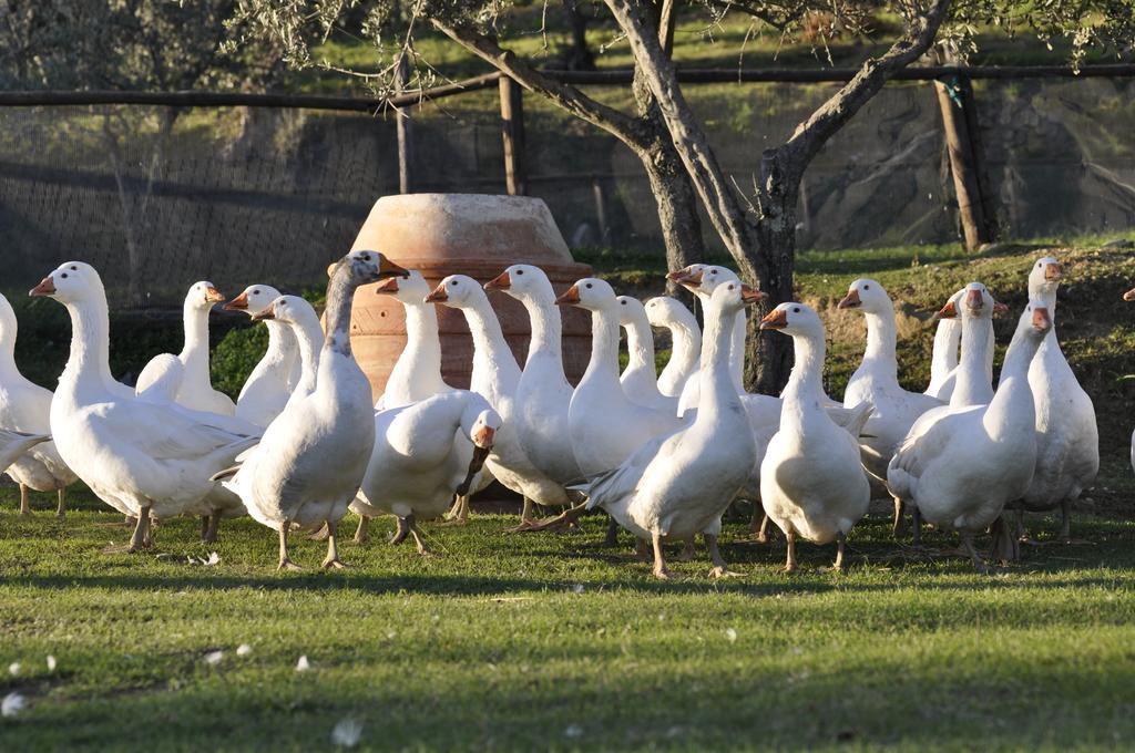 Agriturismo Fattoria Di Maiano Villa ฟีเอโซเล ภายนอก รูปภาพ